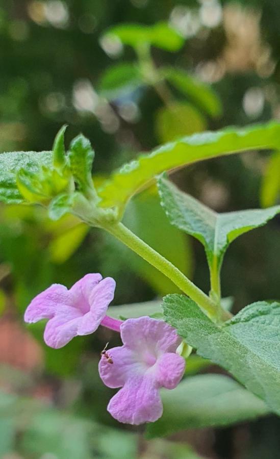 De Studio Homestay ฮานอย ภายนอก รูปภาพ